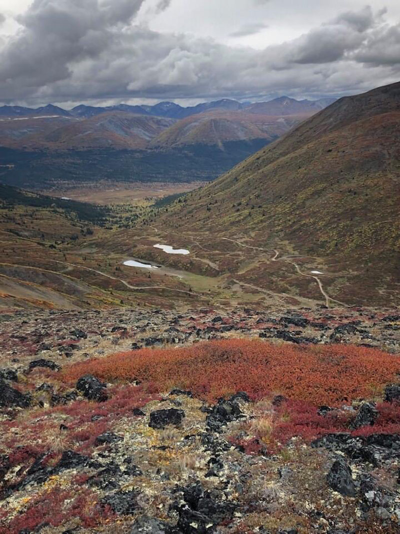 Colorful lichens Yukon