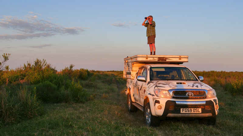 Birdwatching In Remote Grasslands Argentina