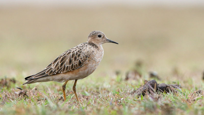 Buff Breasted Sandpiper Colombia