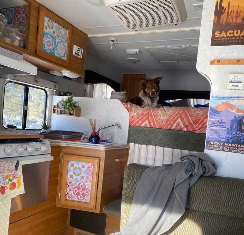 Cedar Our Skijouring Border Collie Enjoys The Camper For Rest.