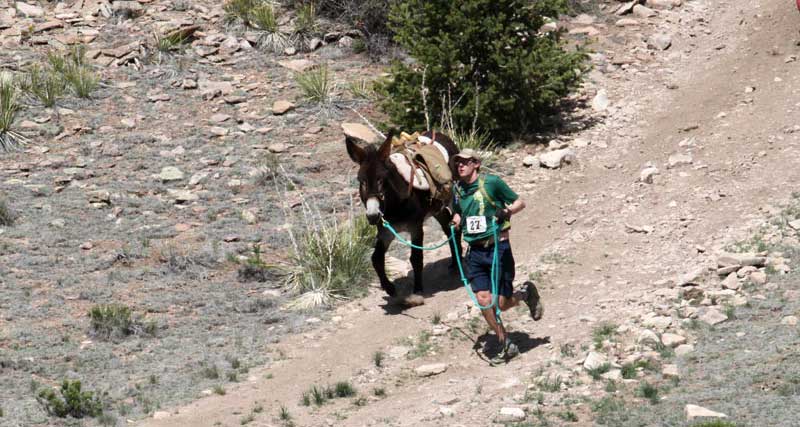 During Pack Burro Racing