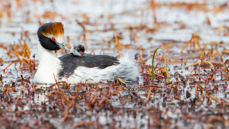 Hooded Grebe With Chick
