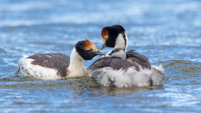 Hooded Grebe F8.0, 840mm