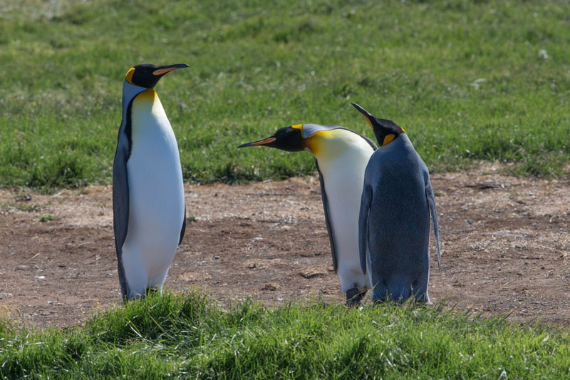 King Penguins Tierra Del Fuego