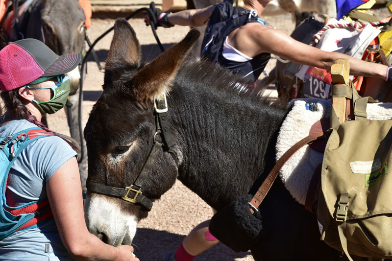 Mac The Donkey And Amanda