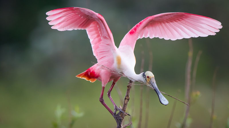 Roseate Spoonbill Argentina