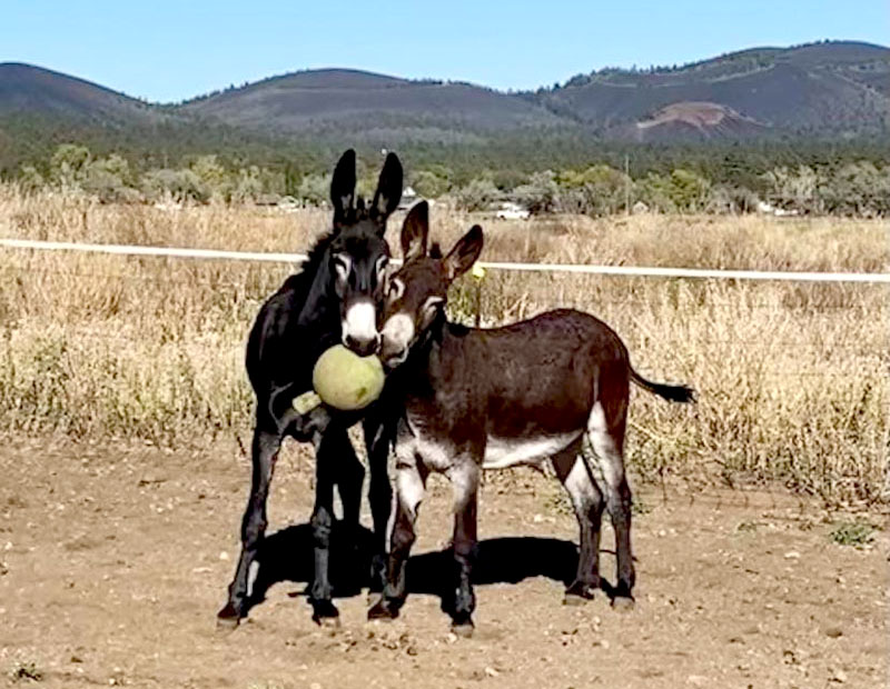 The Kidd And Big Mac Burros Donkeys