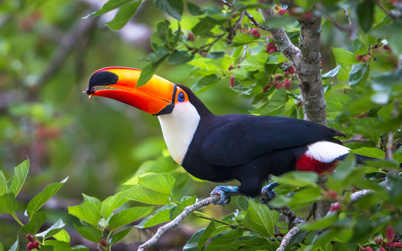 Toco Toucan