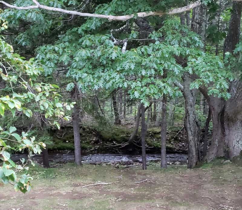 View Out Our Door At Macintosh Brook