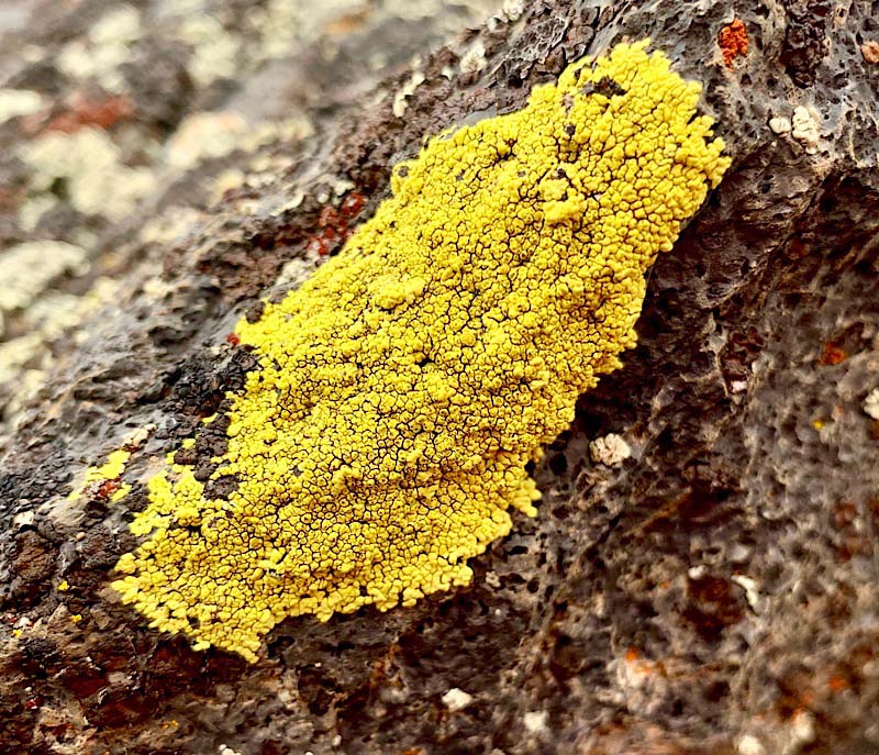 Bright Yellow Lichen On Many Rocks Craters Of The Moon