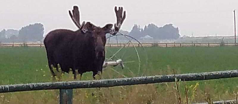 Bull Moose At NSF Silver Creek West