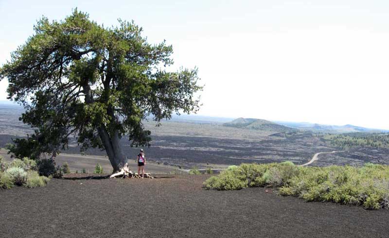 Craters Of The Moon Tree