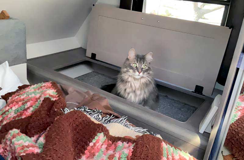 Molly Maine Coon Camping In Lance 1172