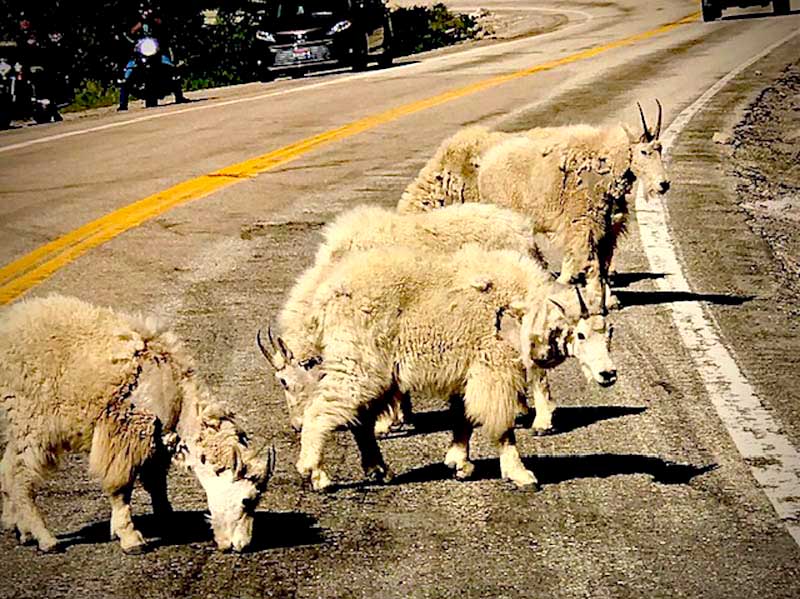 Sheep In Road