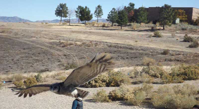 World Center For Birds Of Prey In Flight