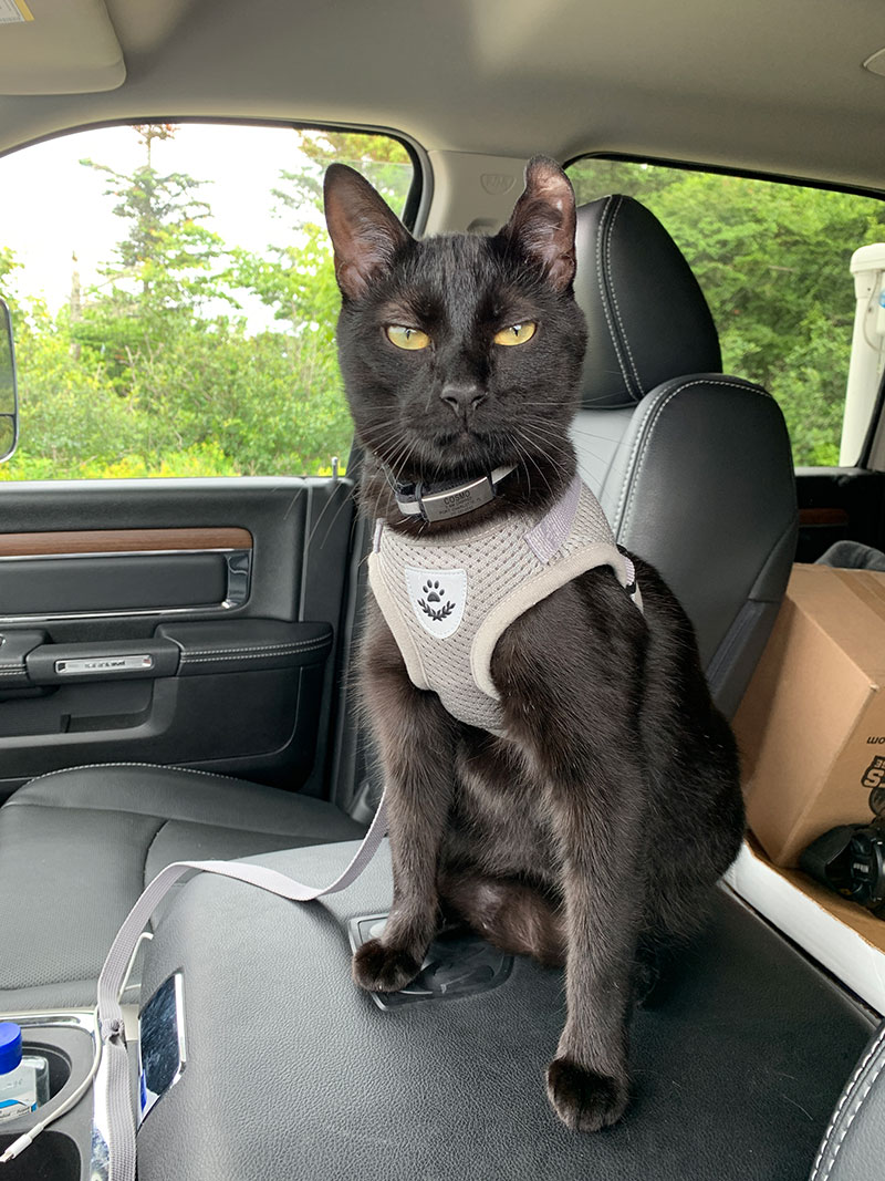 Cosmo Ready To Go To Maine