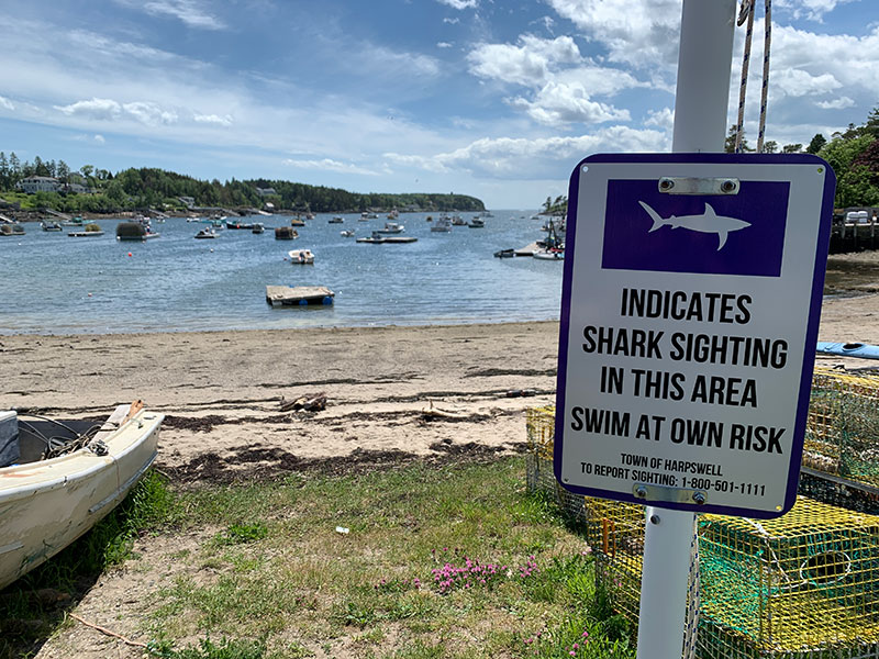 Maine Johnson Field Preserve Shark Siting