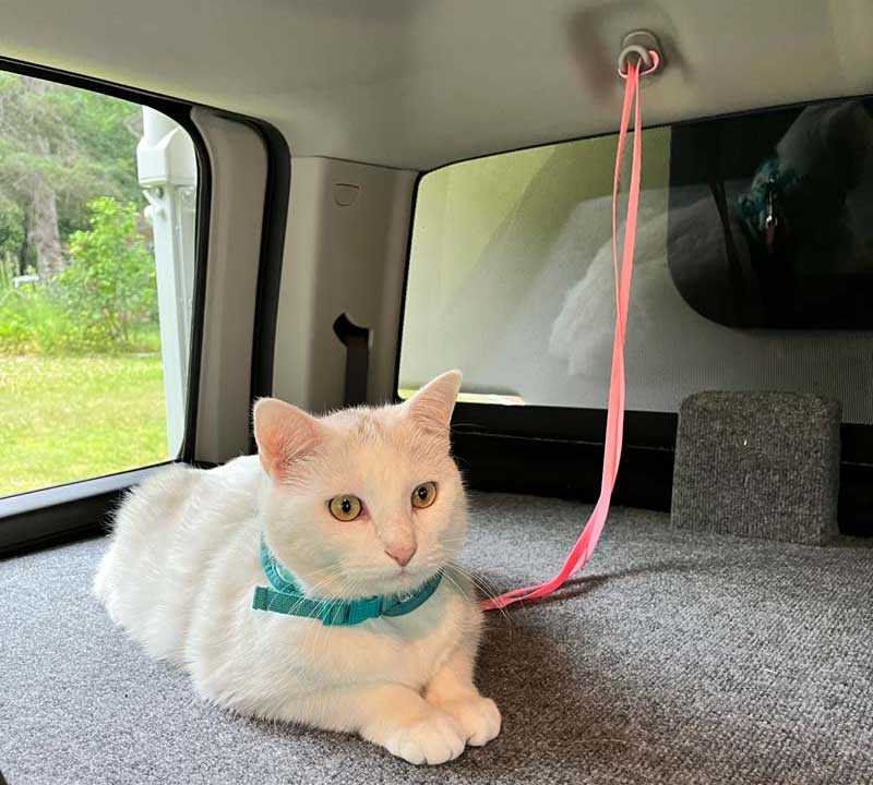 Back Seat Storage Ram Truck Kitty Perch