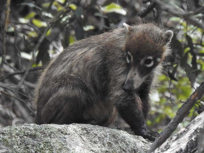 Coatimundi, Chiricahua NM, AZ