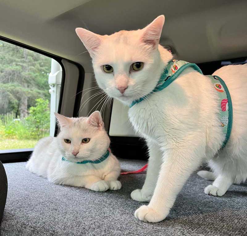 Kitties On Back Seat Cat Perch