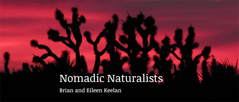 Nomadic Naturalists Website