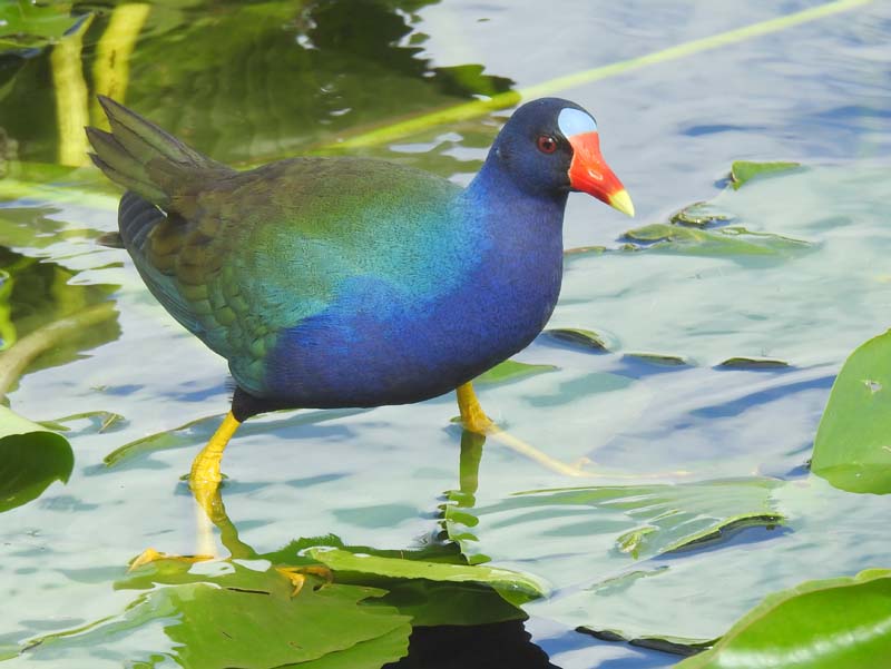 Purple Gallinule, Anhinga Trail, Everglades NP, FL