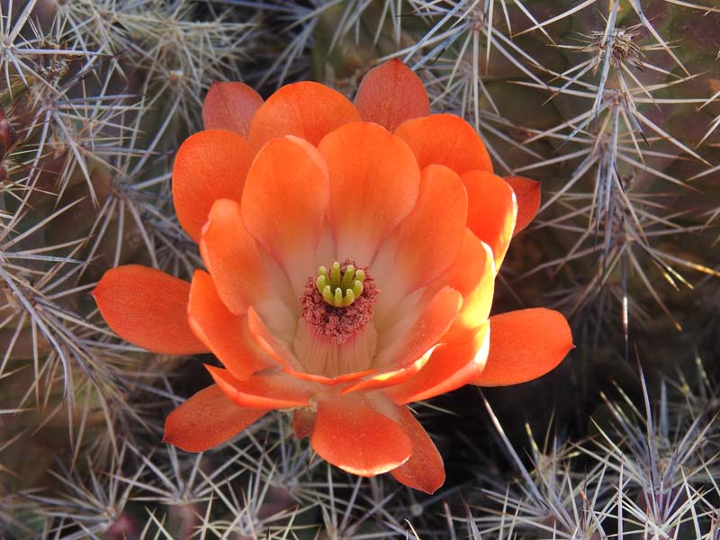 Echinocereus coccineus rosei, 25 air mi SE of El Paso, TX