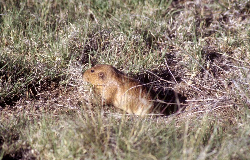 Yellow Faced Pocket Gopher