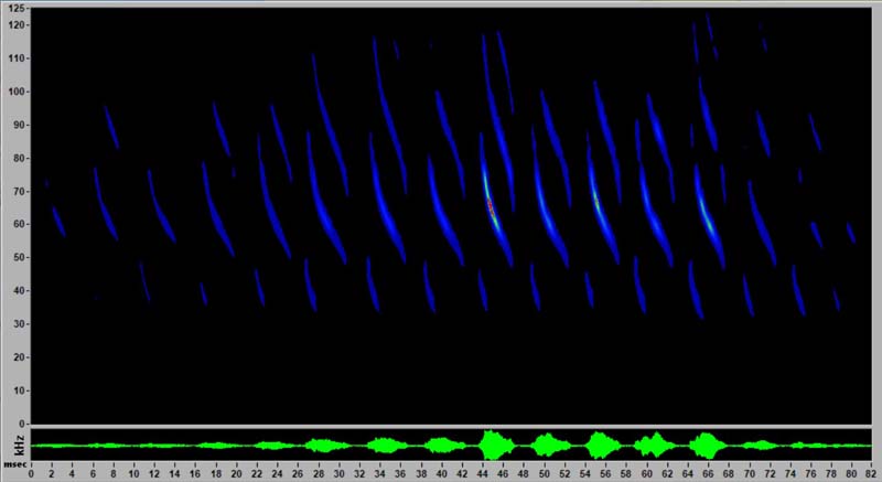 bat audiospectrogram