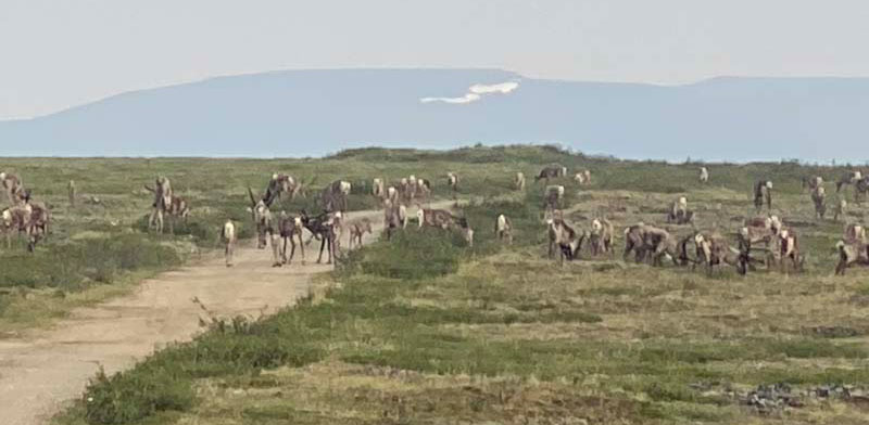 Caribou Seen From Boondocking Site