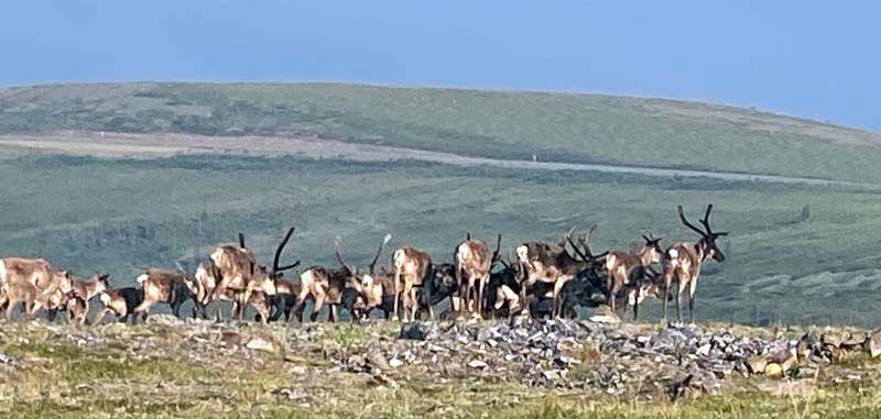 Caribou While Standing In The Doorway Of Our Truck Camper