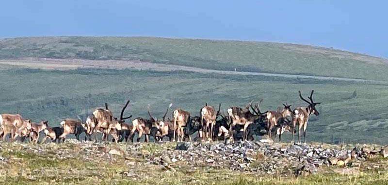 Caribou While Standing In The Doorway Of Our Truck Camper