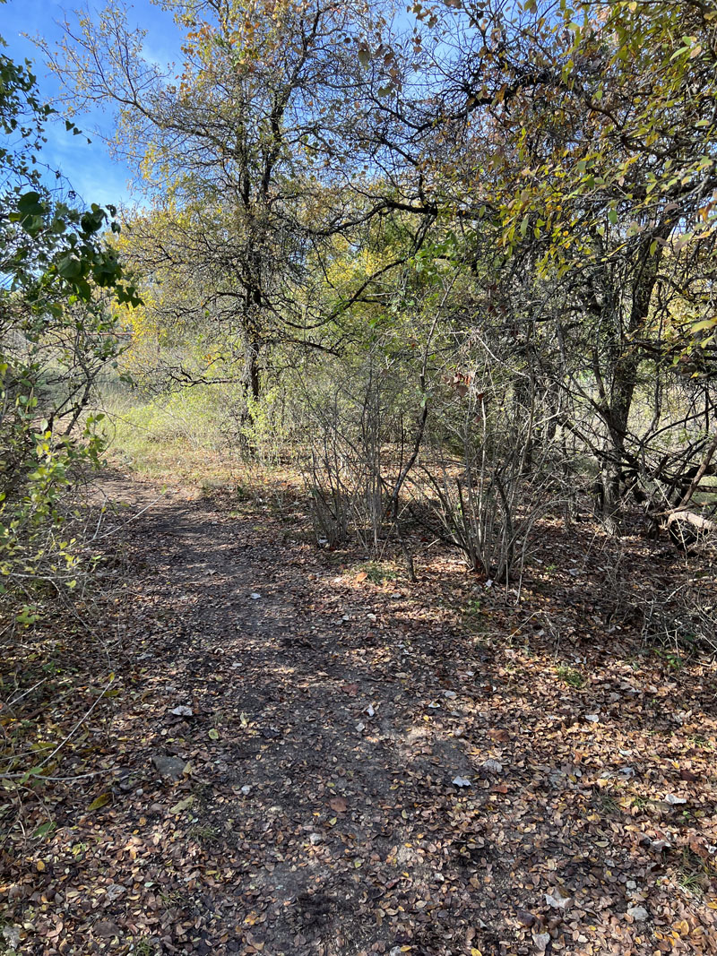 Trails Through Woods