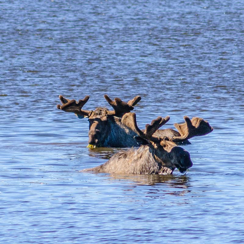 Two Moose At Two Moose Pond Along The Dempster Highway