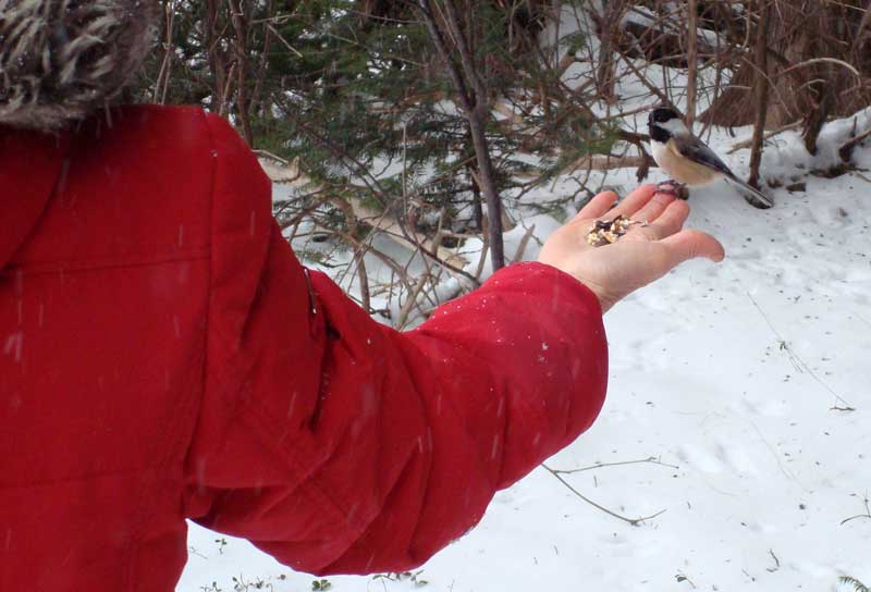 Friendly Wildlife Winter Camping