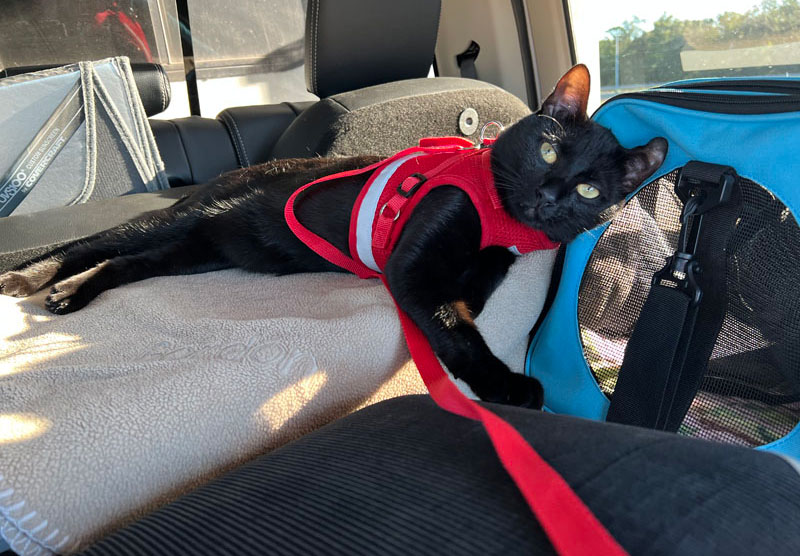 Cosmo During Evacuation