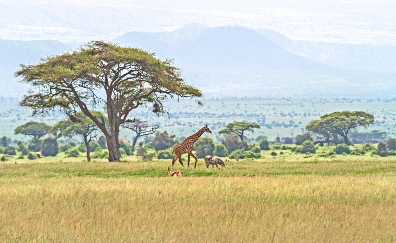 Overlanding Africa Amboseli Plains Kenya