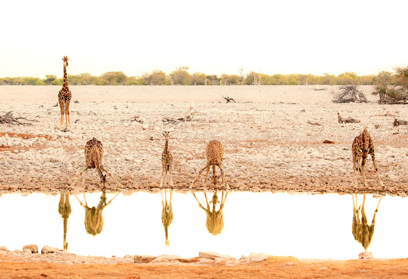 Overlanding Africa Giraffes Drinking