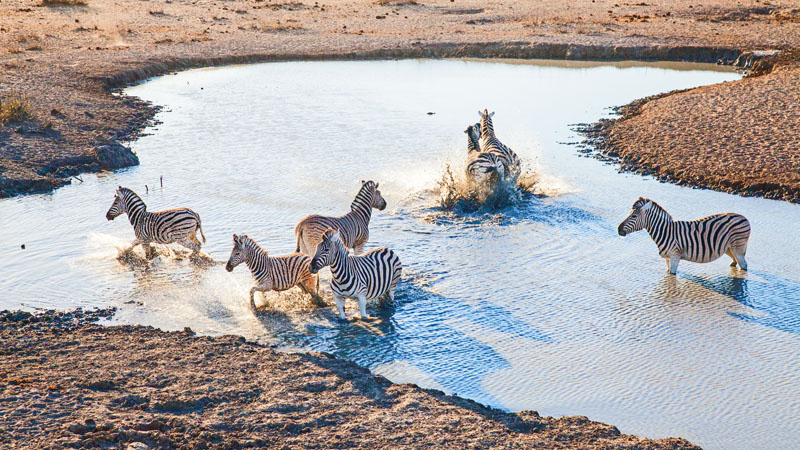 Overlanding Africa Zebra Water Fight