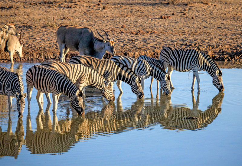 Overlanding Africa Zebra N Eland Drinking 2998