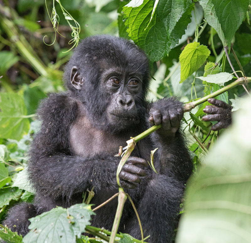 Overlanding Africa Gorilla I See You