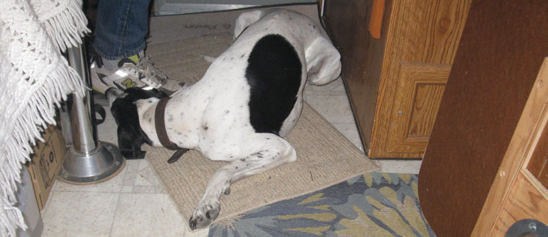 Wildfire Oregon Dog Resting In Camper