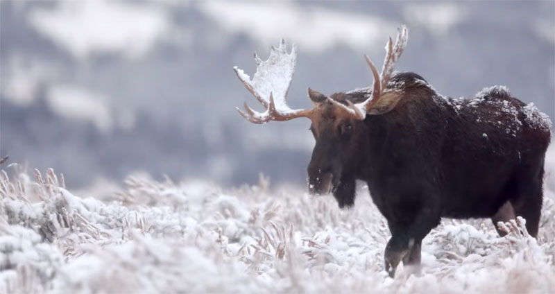 Moose In The Tetons