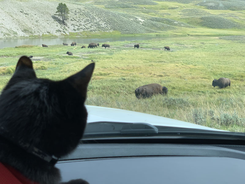 Cosmo watches the bison in Yellowstone