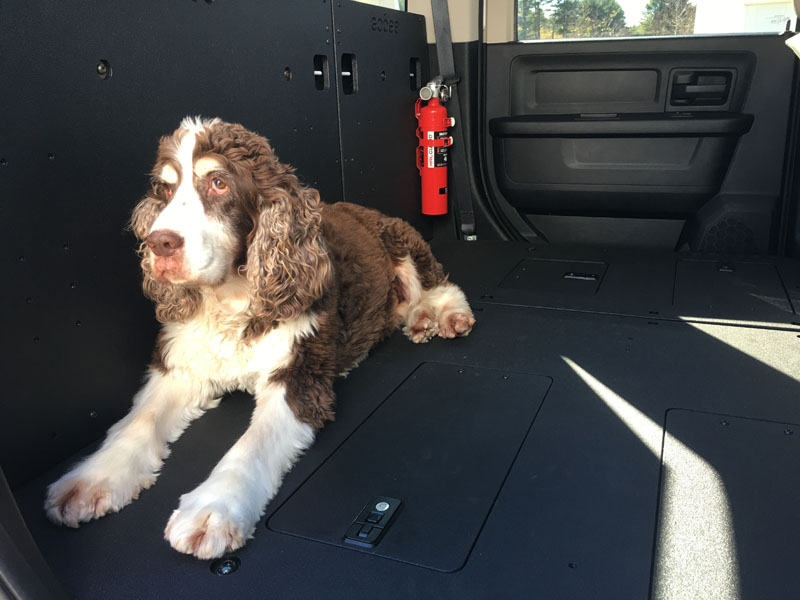 Tristan In Back Seat