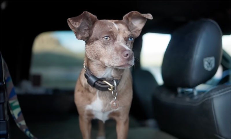 Nomadity Dog