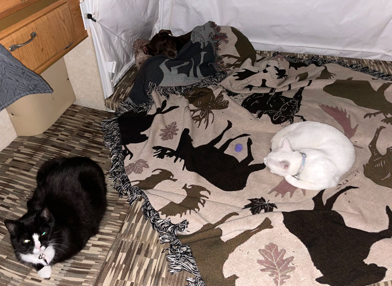 Cats and Dog In Northstar 850SC XB Camper