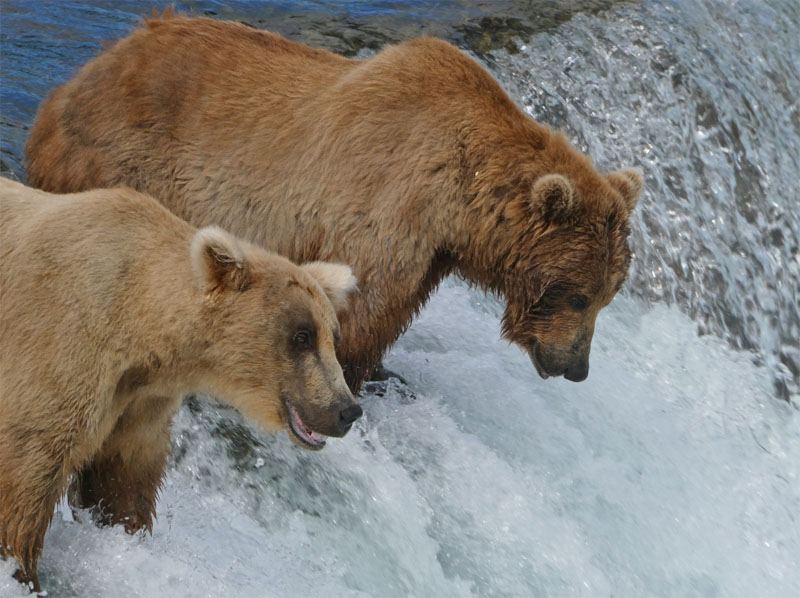 Brooks Falls Bears Up Close