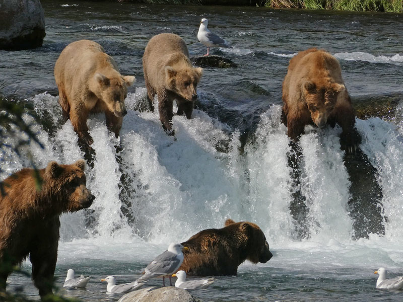 Brooks Falls In Katmai National Park And Preserve
