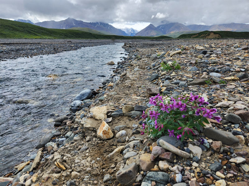 Denali National Park Landscape
